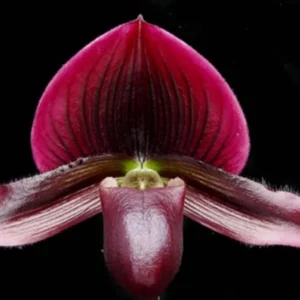 Paphiopedilum Magic Cherry Orchid Live Plant – Blooming Size in 2.5