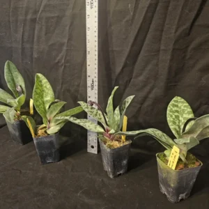 Paphiopedilum Magic Cherry Orchid Live Plant – Blooming Size in 2.5