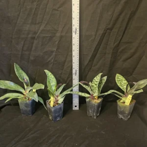 Paphiopedilum Magic Cherry Orchid Live Plant – Blooming Size in 2.5