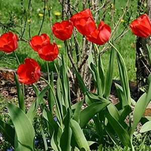 Parade Darwin Hybrid Tulip Bulbs - Vibrant Red-Orange Flowers, 22-24