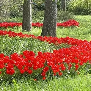 Parade Darwin Hybrid Tulip Bulbs - Vibrant Red-Orange Flowers, 22-24