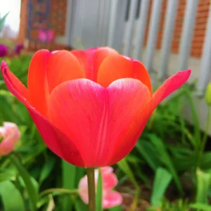 Parade Darwin Hybrid Tulip Bulbs - Vibrant Red-Orange Flowers, 22-24