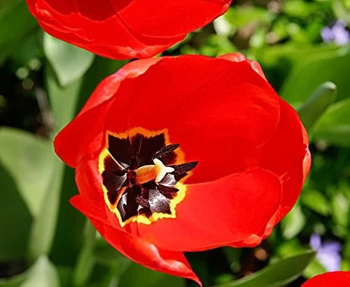 Parade Tulip Bulbs - Darwin Hybrid - Vibrant Red-Orange Flower Bulbs - 22-24" Tall - Image 2
