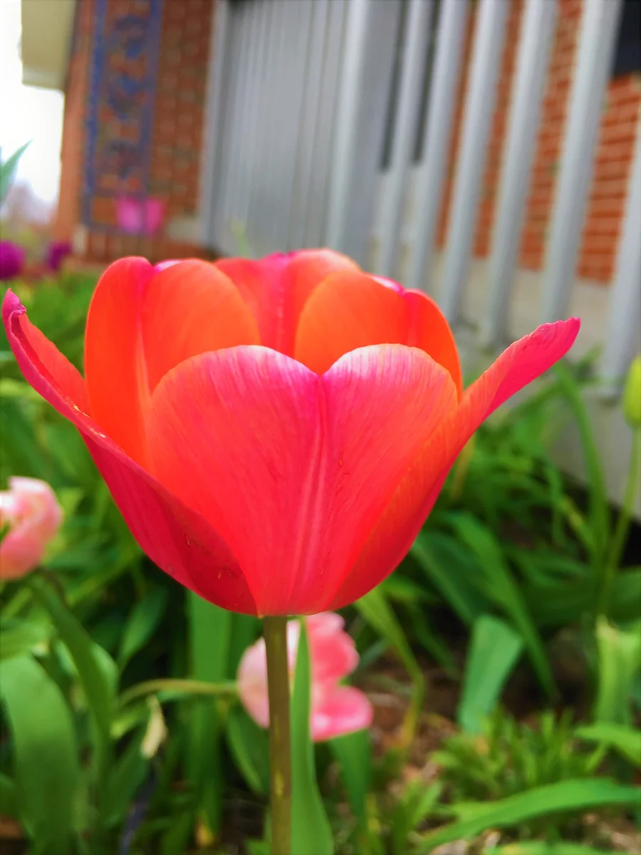 Parade Tulip Bulbs - Darwin Hybrid - Vibrant Red-Orange Flower Bulbs - 22-24" Tall - Image 4