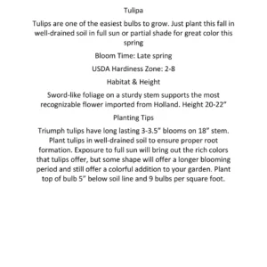 Parade Tulip Bulbs - Darwin Hybrid - Vibrant Red-Orange Flower Bulbs - 22-24