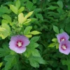 Paraplu Adorned Rose of Sharon Live Plant – Variegated Hibiscus syriacus – 4 inch Pot – Outdoor Shrub - Image 1