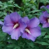 Paraplu Violet Rose of Sharon Hibiscus Live Plant – 4 inch Pot – Outdoor Shrub - Image 1