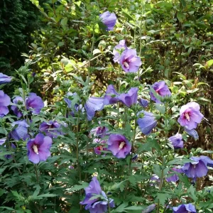 Paraplu Violet Rose of Sharon Hibiscus Live Plant – 4 inch Pot – Outdoor Shrub - Image 2