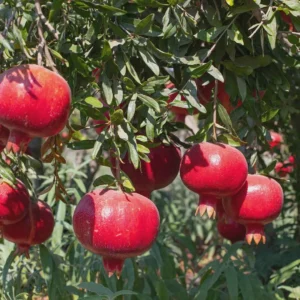 Parfianka Pomegranate Tree Live Plant - Sweet Fruit, Soft Seeds - Image 6