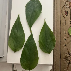 Parijat Leaves - Harisagar Night Jasmine Leaves, 35 Count - Image 4