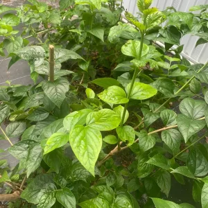 Parijat Leaves - Harisagar Night Jasmine Leaves - 35 Count - Image 6