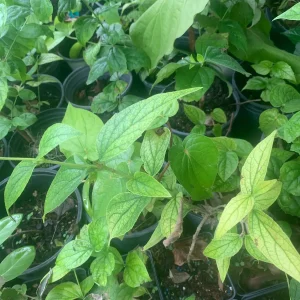 Parijat Leaves - Harisagar Night Jasmine Leaves - 35 Count - Image 8