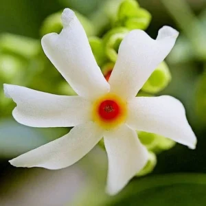 Parijat Live Plant – Night-Flowering Jasmine (Harishringar) – Fragrant Shrub - Image 2