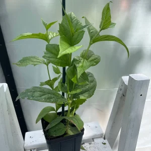 Parijat Live Plant - Night-Flowering Jasmine (Harishringar) - Fragrant Shrub - Image 3