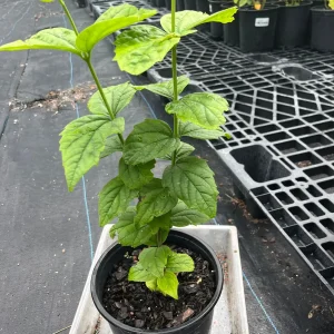 Parijat Live Plant – Night-Flowering Jasmine (Harishringar) – Fragrant Shrub - Image 5