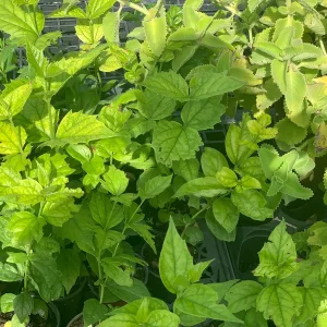 Parijat Live Plant - Night-Flowering Jasmine (Harishringar) - Fragrant Shrub - Image 7