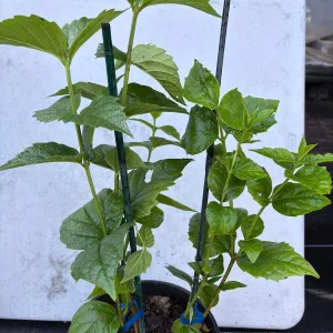 Parijat Live Plant - Night-Flowering Jasmine (Harishringar) - Fragrant Shrub - Image 8