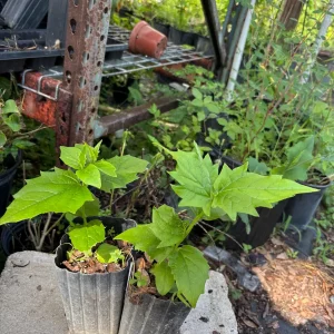 Parijat Live Plant – Night-Flowering Jasmine (Harishringar) – Fragrant Shrub - Image 9