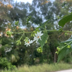 Parijat Live Plant – Night Flowering Jasmine Tree – Nyctanthes arbor-tristis – 4 inch Pot - Image 10