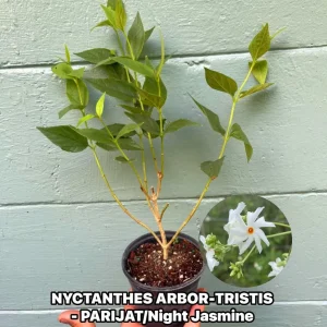 Parijat Live Plant – Night Flowering Jasmine Tree – Nyctanthes arbor-tristis – 4 inch Pot - Image 1