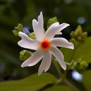 Parijat Live Plant – Night Flowering Jasmine Tree – Nyctanthes arbor-tristis – 4 inch Pot - Image 4