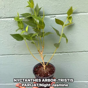 Parijat Live Plant – Night Flowering Jasmine Tree – Nyctanthes arbor-tristis – 4 inch Pot - Image 5