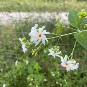 Parijat Live Plant – Night Flowering Jasmine Tree – Nyctanthes arbor-tristis – 4 inch Pot - Image 7