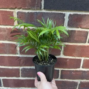 Parlor Palm Live Plant 3 inch Pot - Chamaedorea elegans - Indoor Houseplant - Image 4
