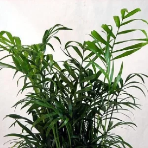 Parlor Palm Live Plant - Chamaedorea elegans - 2 Pack 2.5