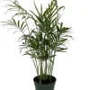 Parlor Palm Live Plant - Chamaedorea elegans 'Bella' - 4" Pot - Indoor & Easy Care - Image 1