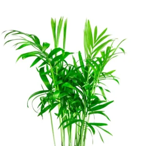 Parlor Palm Live Plant - Chamaedorea elegans 'Bella' - 4