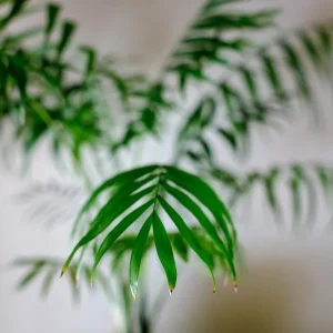 Parlor Palm Live Plant - Chamaedorea elegans 'Bella' - 4