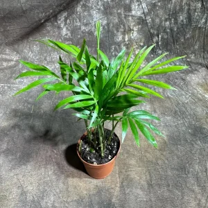 Parlor Palm Live Plant – Neanthe Bella Palm – 2 inch Nursery Pot – Easy Care Indoor Houseplant - Image 2