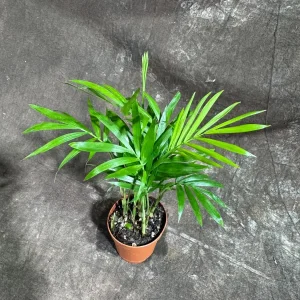 Parlor Palm Live Plant – Neanthe Bella Palm – 2 inch Nursery Pot – Easy Care Indoor Houseplant - Image 3