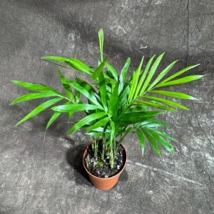 Parlor Palm Live Plant – Neanthe Bella Palm – 2 inch Nursery Pot – Easy Care Indoor Houseplant - Image 1