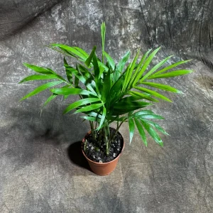 Parlor Palm Live Plant – Neanthe Bella Palm – 2 inch Nursery Pot – Easy Care Indoor Houseplant - Image 4