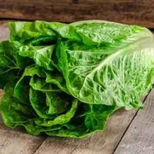 Parris Island Cos Romaine Lettuce Seeds - 1 lb Pack, Approx. 400,000 Seeds - Image 2