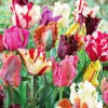 Parrot Mix Tulip Bulbs - Feathered Flowers for Spring Garden - 18-22" Tall - Image 1