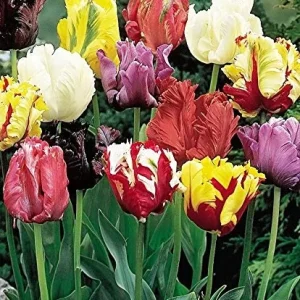 Parrot Mix Tulip Bulbs - Feathered Flowers for Spring Garden - 18-22" Tall - Image 2