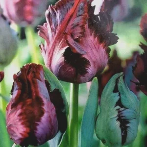 Parrot Tulip Bulbs 12 Pack - Exotic Black Beauty Flowers for Planting - Image 1