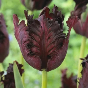 Parrot Tulip Bulbs 12 Pack - Exotic Black Beauty Flowers for Planting - Image 6