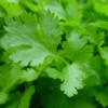 Parsley Live Herb Plant - 7" Height, Easy to Grow, Culinary Herb, Outdoor - Image 1