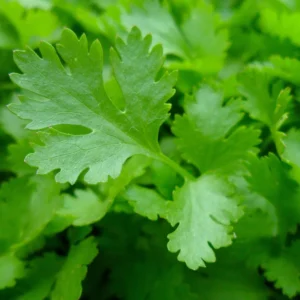 Parsley Live Herb Plant - 7