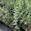 Parvifolia Eucalyptus Live Plant – Small-leaved Gum Tree – 2.5" Pot – Outdoor - Image 1