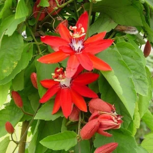 Passion Flower Crimson Vine Live Plant 6” Pot - Outdoor Climbing Plant - Image 1
