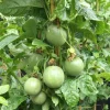 Passion Fruit 'Nancy Garrison' Live Plant - 1-2 ft Tall - 6" Pot - Image 1