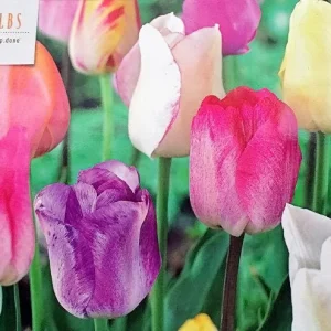 Pastel Mixture Tulip Bulbs - Triumph Tulips - 12/+ cm Bulbs - Outdoor - Image 1