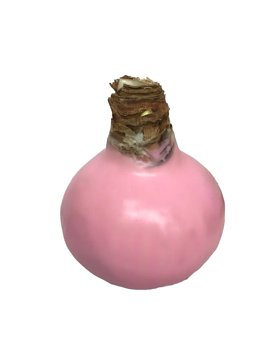 Pastel Pink Waxed Cherry Blossom Amaryllis Bulb - No Water, Easy Care, Bulb Size 34/38 - Image 2