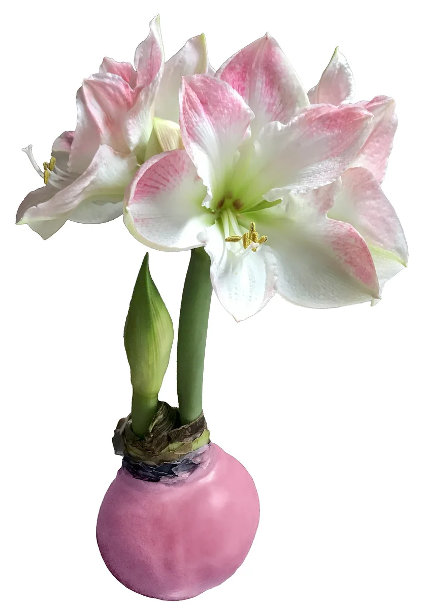 Pastel Pink Waxed Cherry Blossom Amaryllis Bulb - No Water, Easy Care, Bulb Size 34/38 - Image 1