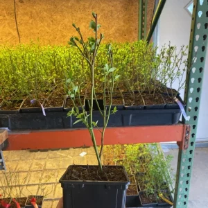 Patriot Northern Highbush Blueberry Live Plants - 5 Bare Root, 10-12 inch, 1 Quart Size - Image 4
